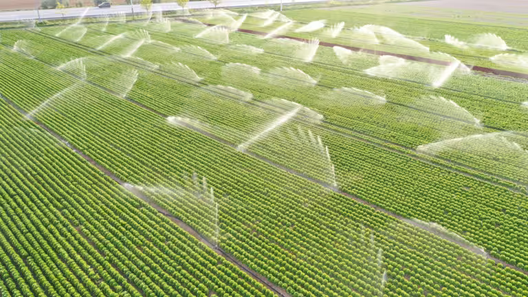 Irrigation Systems Are Working In Lettuce Field. Aerial View.