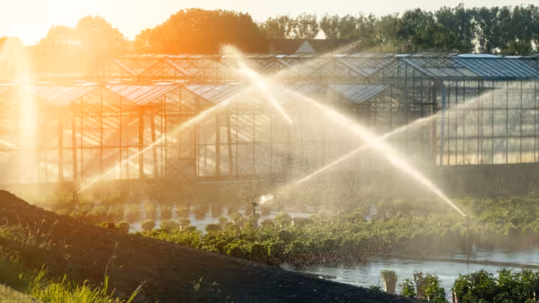 Water Sprinkler In Use In Agriculture